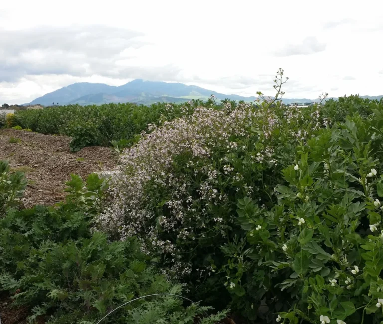 CoCo San Sustainable Farm