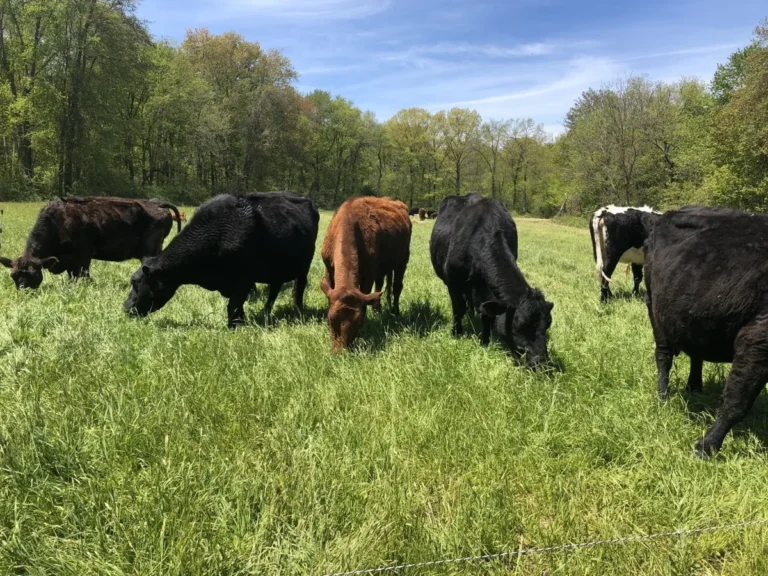 Dirty Dog Farm, Germantown, Columbia County NY