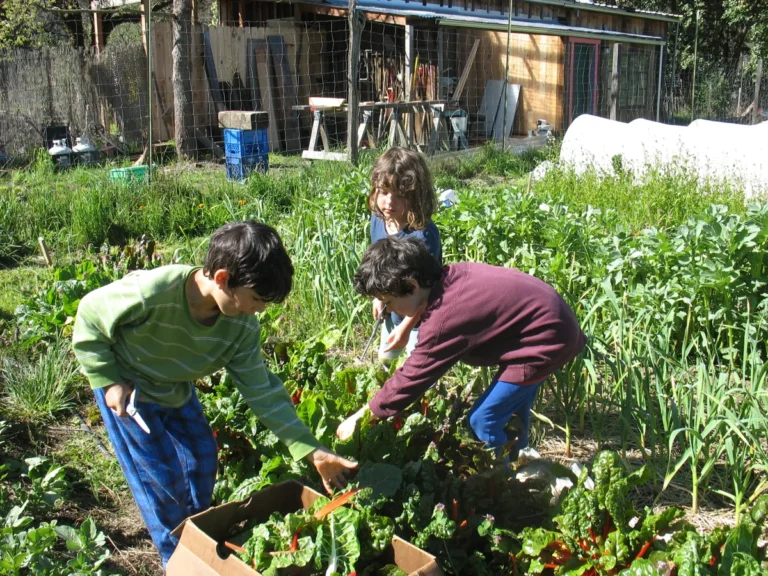 Green Uprising Farm, Willits, Mendocino County CA