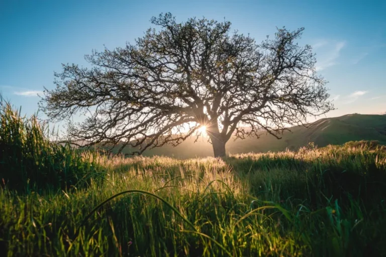 Paicines Ranch, Paicines, San Benito County CA